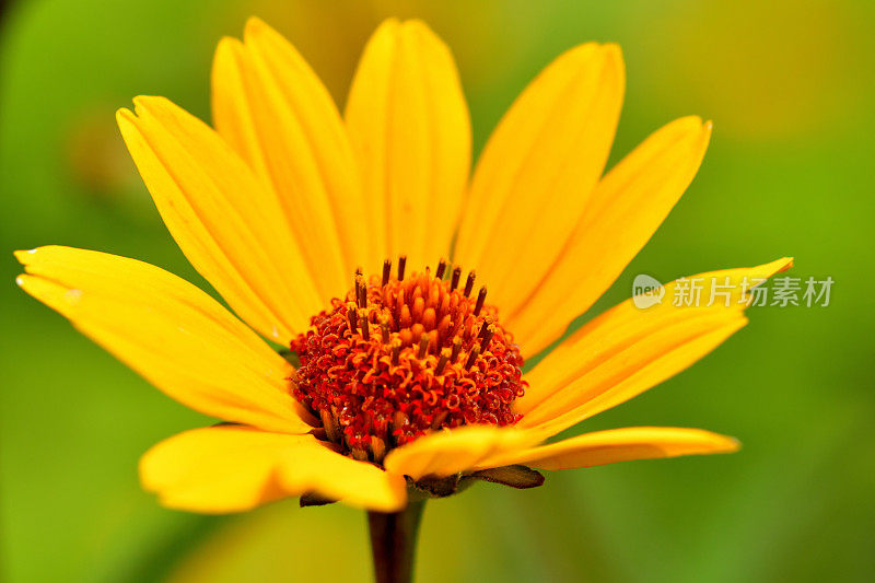 Heliopsis helianthides / Oxeye雏菊花